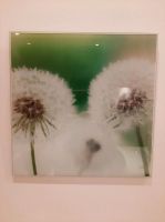 Glasbild mit Pusteblume Nordrhein-Westfalen - Erftstadt Vorschau