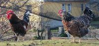 Bruteier von Schwedischen Blumenhühner Bayern - Oberickelsheim Vorschau