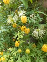 Gelbe Clematis Niedersachsen - Altenmedingen Vorschau