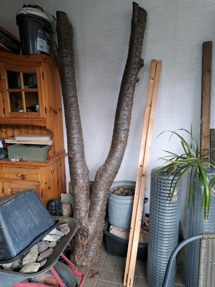 Kirschstamm Holz Kratzbaum Deko in Kirchlengern