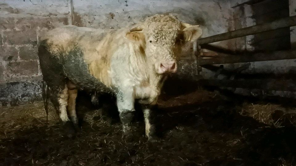 Herford Fleckvieh Piemonteser Limousin Deckbulle Bulle Stier in Dillingen (Donau)