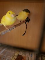 Ich verkaufe vögel weiblich männlich ohne käfig 2023 Berlin - Marzahn Vorschau