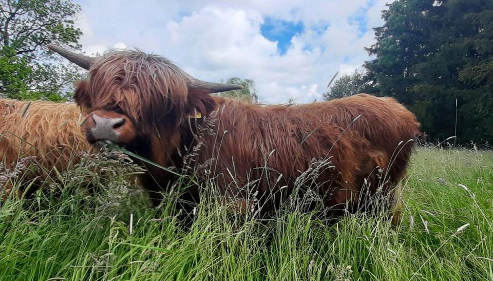 TOP Jungbulle Hochlandrind Highland Cattle aus 2023 in Osterzell