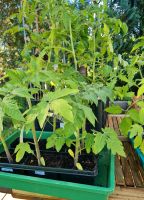 Tomatenpflanzen 2,50 Euro Fleischtomaten Alte Sorten Samenfest Baden-Württemberg - Billigheim Vorschau