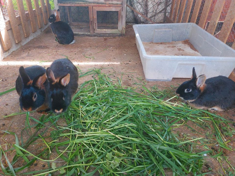 Kaninchen Schwarzloh ‼️ Kastriert ‼️ in Birkenau