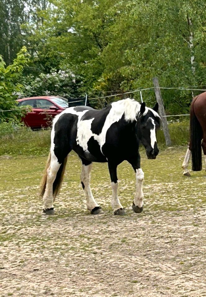 Offenstall Platz für unsere Stute❤️gesucht!!!! in Wendeburg