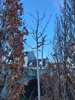 Quercus robur / Stieleiche Mitte - Wedding Vorschau