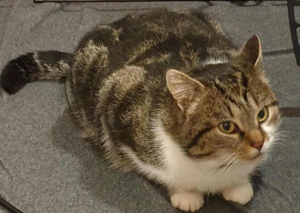 ❤ Katze KATER LUI wird gesucht/vermisst! Wer hat Lui gesehen? in Hamburg