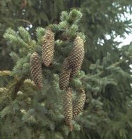 Alcocks Fichte 25-30cm - Picea bicolor Niedersachsen - Bad Zwischenahn Vorschau