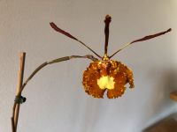 Rarität: Orchidee - sehr robuste Psychopsis Mariposa Bayern - Roßtal Vorschau