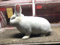 Weiße Neuseeländer Kaninchen Hasen Hessen - Büdingen Vorschau