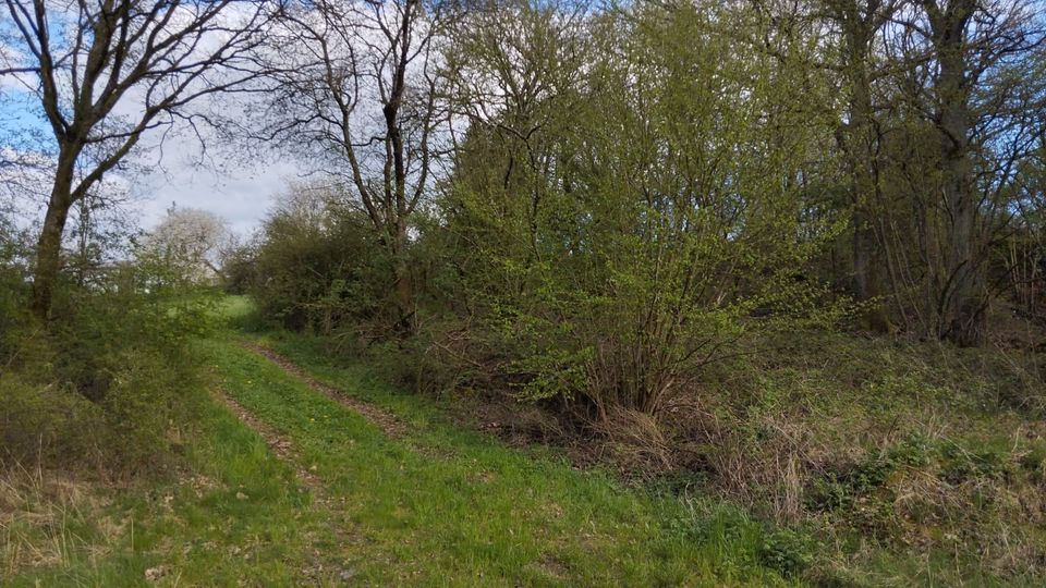 GRUNDSTÜCK für Naturfreunde mit Zufahrt in St. Wendel