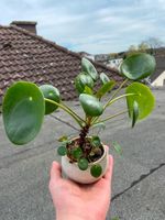 Pilea Ableger Niedersachsen - Osnabrück Vorschau