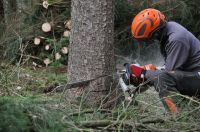 Motorsägenkurs Motorsägenschein Motorsägenlehrgang Stihl Husqvarn Niedersachsen - Wallenhorst Vorschau