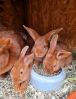 Ab 24.KW kleine rote Neuseeländer kaninchen  zur Abgabe Sachsen - Treuen Vorschau