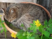 Topinambur, Pflanzen, Blumensamen & viel mehr Aubing-Lochhausen-Langwied - Aubing Vorschau