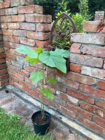 Blauglockenbaum Kiribaum Klimabaum Brandenburg - Zossen Vorschau