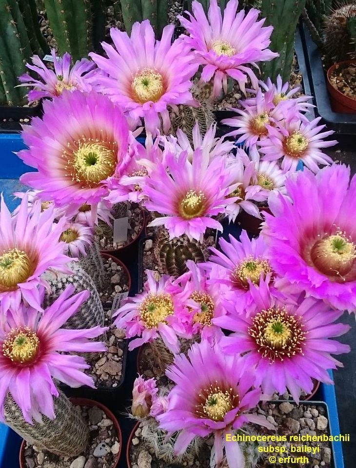 Seltene winterharte Echinocereen / Kakteen zu verkaufen in Sondershausen