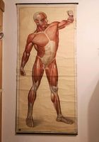alte Anatomie Wandkarte Fitness Muskeln Körper Duisburg - Duisburg-Mitte Vorschau