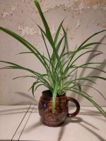 Grünlilie Chlorophytum pflegeleicht Zimmerpflanze Friedrichshain-Kreuzberg - Friedrichshain Vorschau