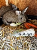 Kaninchen Stahlhasen Nordrhein-Westfalen - Warburg Vorschau