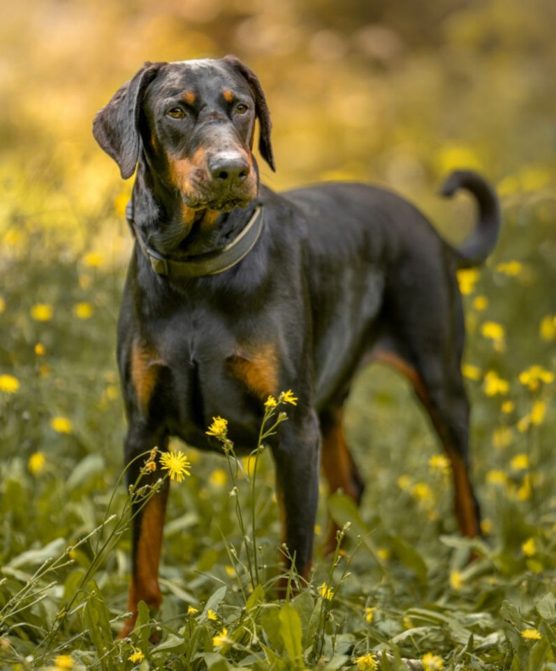 Neo, Dobermann, 6 Jahre, männlich, Tierhilfe Franken e.V. in Lauf a.d. Pegnitz