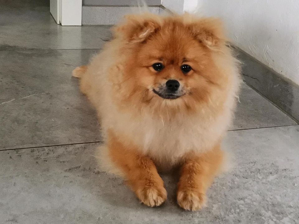 Wunderschöne Pomeranian Zwergspitze mit Stammbaum. in Berge