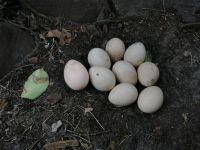 Pfauen Eier Niedersachsen - Marxen Vorschau