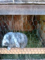 Verkaufe Widder Hasen Baden-Württemberg - Schwendi Vorschau