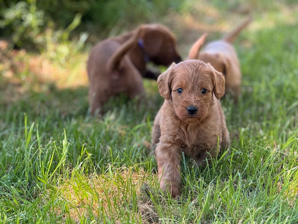 Labradoodle Pudel WelpenF1 Medium Labrador Rot familienfreundlich in Einbeck