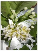 Hoya multiflora albomarginata mit Blütenstiel Baden-Württemberg - Bruchsal Vorschau