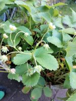 Erdbeer Pflanze Ableger aromatisch West - Sossenheim Vorschau