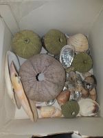 Muscheln und Seeigel als Deko Berlin - Steglitz Vorschau