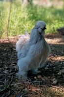 Seidenhuhn Hahn Kr. Altötting - Burgkirchen Vorschau