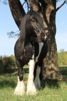 Zuverlässig Reitbeteiligung für Noriker und Tinker Wallch Hessen - Haiger Vorschau