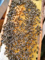 Ableger, Bienen, Bienenvolk Nordrhein-Westfalen - Horstmar Vorschau