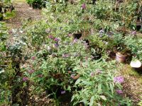 Schmetterlingsflieder/Sommerflieder (Buddleja) Niedersachsen - Ottersberg Vorschau