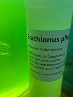 Brachionus plicatilis - lebendes Zooplankton Meerwasser 500ml Bielefeld - Bielefeld (Innenstadt) Vorschau