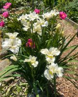 Iris Blumen Flensburg - Fruerlund Vorschau