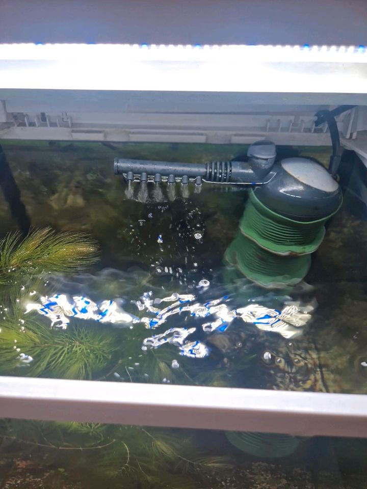 30 liter apuarium  von tetra in Gladbeck