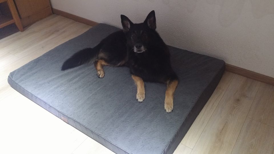 Schäferhund Rüde sucht dringend neues Zuhause! in Breuberg