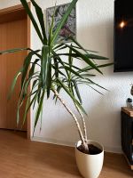 Yucca Palme Zimmerpflanze inklusive Topf 145cm Berlin - Friedrichsfelde Vorschau