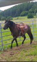 Liebe Haflinger-Quartermix Stute Hessen - Dillenburg Vorschau