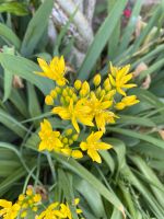 Allium moly, kleiner Lauch, essbaren Blüten Thüringen - Schwaara Vorschau