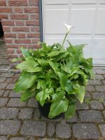 Calla Kübelpflanze Geschenk zu Muttertag Niedersachsen - Hemmingen Vorschau