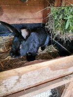 Hauskaninchen, Kaninchen, Hasen Sachsen - Großdubrau Vorschau