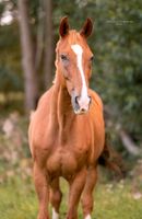 Pflege-/Reitbeteiligungen zu vergeben Brandenburg - Ludwigsfelde Vorschau