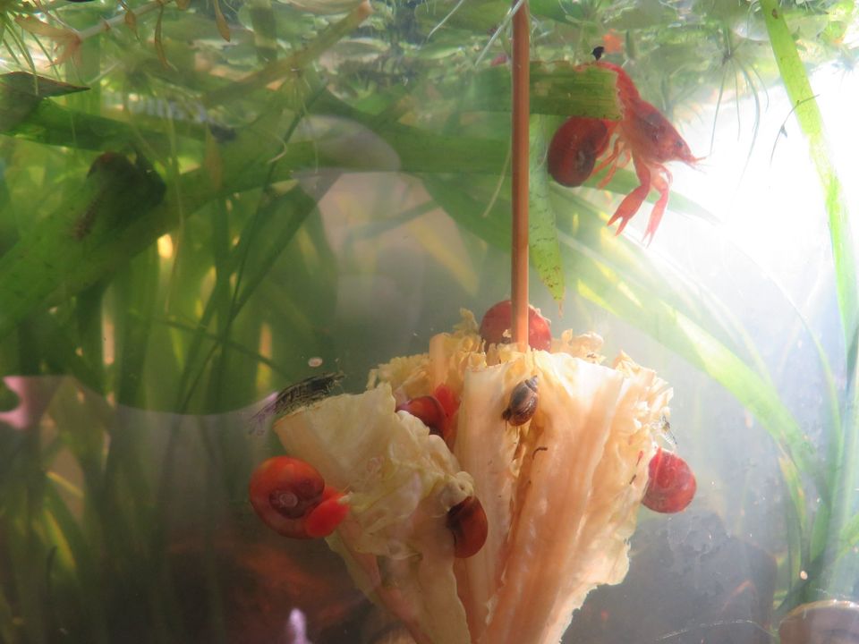 rote Posthorn Schnecken aus Biotop für Aquarium in Remscheid