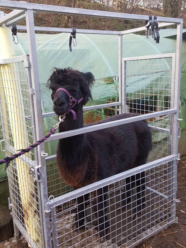 Alpaka Behandlungsstand Fangstand Lama Alpaca in Meggerdorf