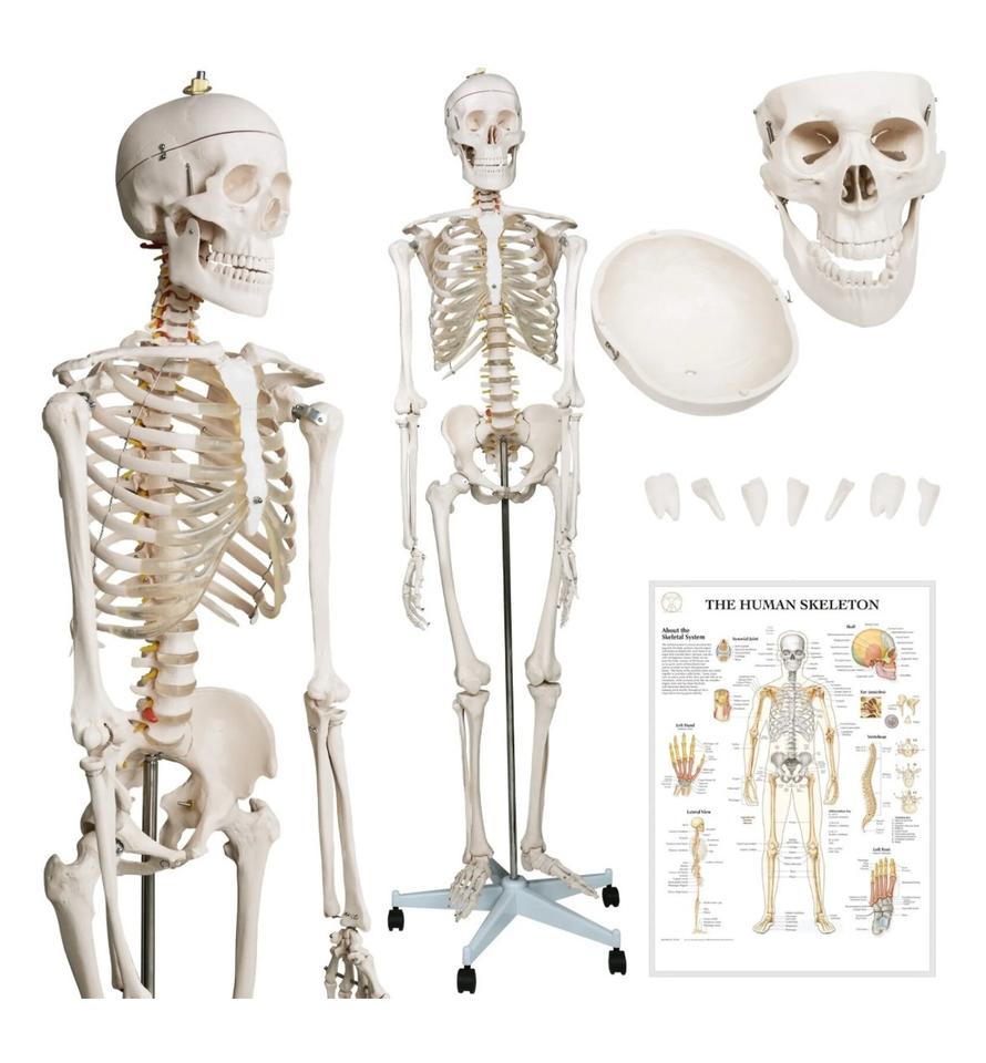 Menschliches Anatomie Skelett 181,5cm ORIGINAL VERPACKT!!! in Hainburg